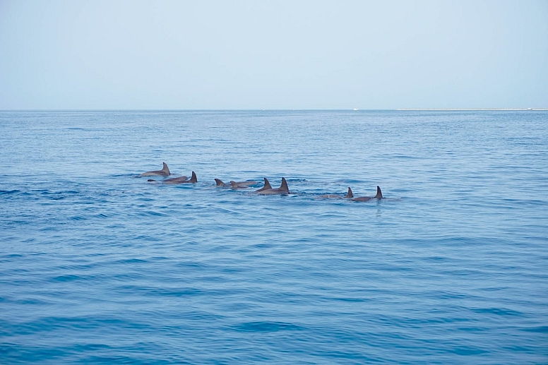 dolphin spotting in umluj